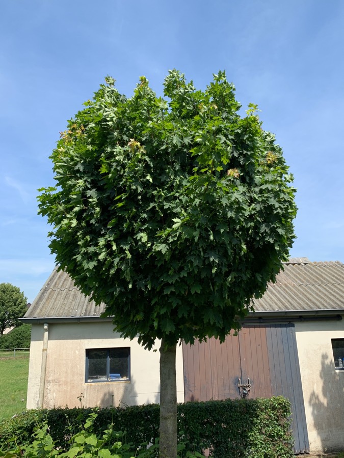 Acer platanoides 'Globosum'